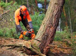 Best Storm Damage Tree Cleanup  in West Wood, UT